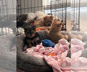 Yorkshire Terrier Puppy for sale in MINNEAPOLIS, MN, USA
