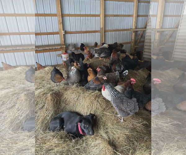 Medium Photo #4 Borador Puppy For Sale in Princeton, MN, USA