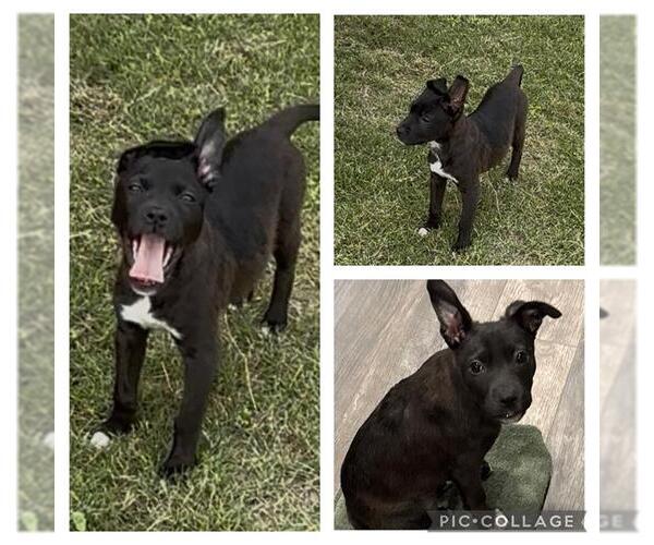Medium Photo #2 Mutt Puppy For Sale in San Antonio, TX, USA