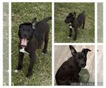 Small #1 Mutt