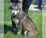 Small #2 Siberian Husky Mix