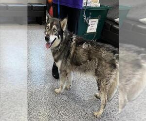 Siberian Husky Dogs for adoption in Palmetto, FL, USA