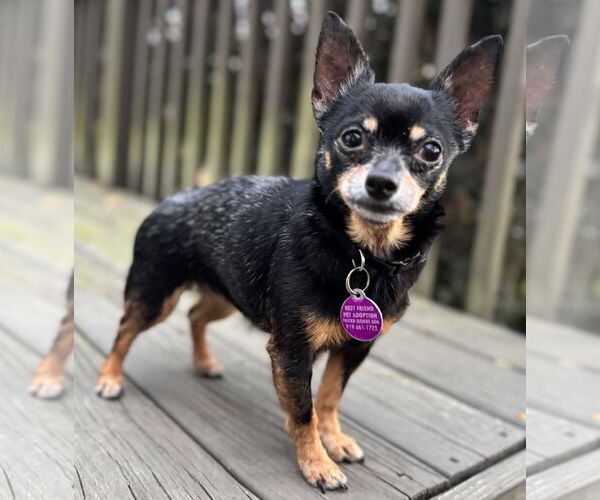 Medium Photo #4 Chihuahua Puppy For Sale in Cary, NC, USA