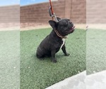 Small Photo #1 French Bulldog Puppy For Sale in NORTH LAS VEGAS, NV, USA
