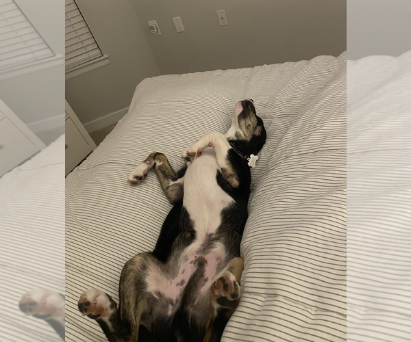 Medium Photo #3 Mutt Puppy For Sale in Rockville, MD, USA