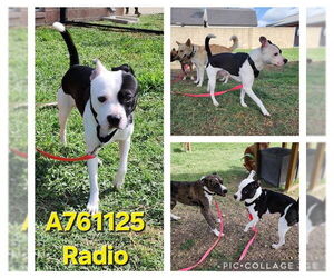 American Staffordshire Terrier-Unknown Mix Dogs for adoption in San Antonio, TX, USA