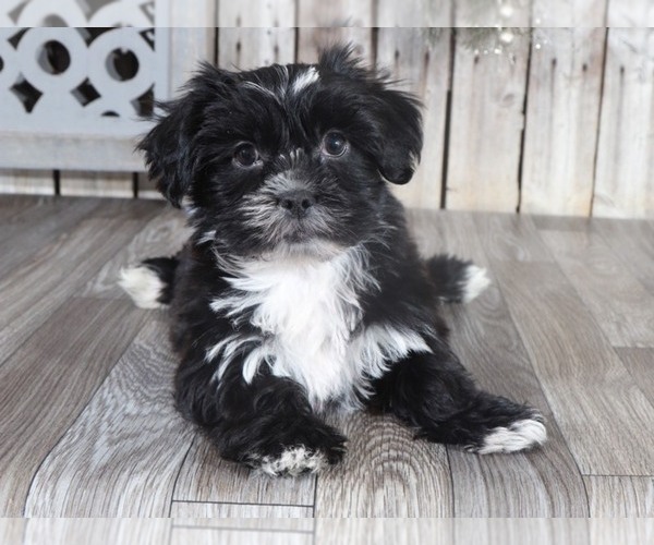 Medium Photo #1 Shorkie Tzu Puppy For Sale in MOUNT VERNON, OH, USA
