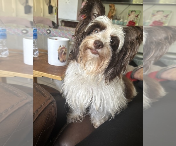 Medium Photo #6 Biewer Terrier Puppy For Sale in VERO BEACH, FL, USA