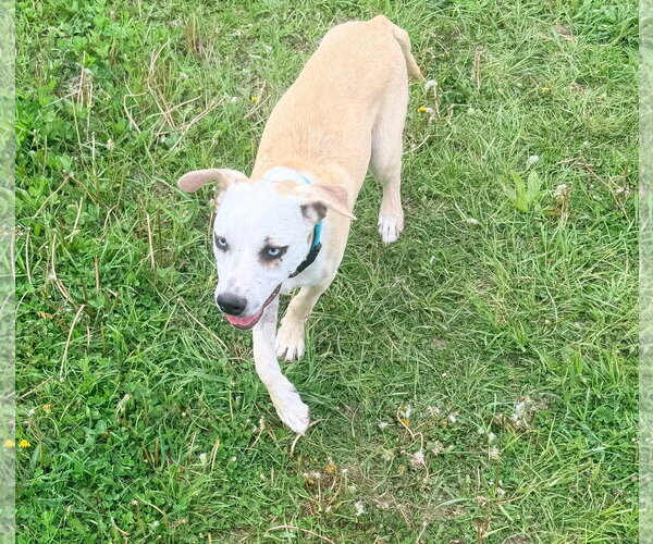 Medium Photo #3 Labrador Retriever-Unknown Mix Puppy For Sale in New London, WI, USA