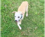 Small #2 Labrador Retriever Mix