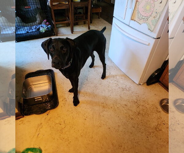 Medium Photo #21 Doberman Pinscher Puppy For Sale in Buffalo, MN, USA