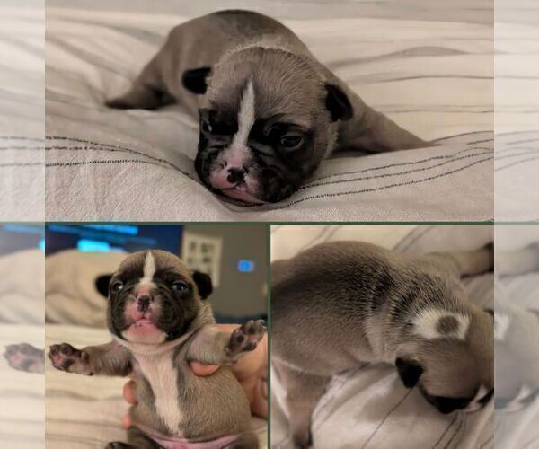 Medium Photo #2 French Bulldog Puppy For Sale in MORGANTOWN, PA, USA