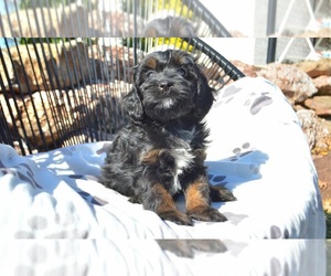 Medium Cavapoo