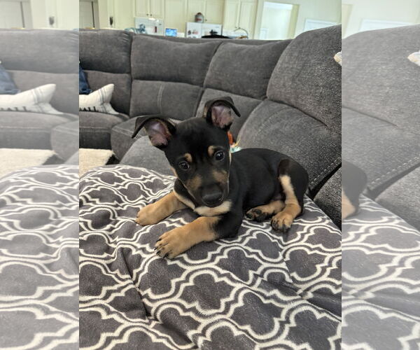 Medium Photo #2 Chihuahua Puppy For Sale in Menifee, CA, USA