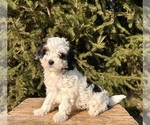 Image preview for Ad Listing. Nickname: Ollie