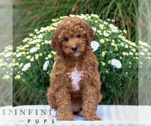 Goldendoodle (Miniature) Puppy for sale in EAST EARL, PA, USA