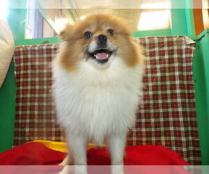Pomeranian Puppy for sale in PATERSON, NJ, USA