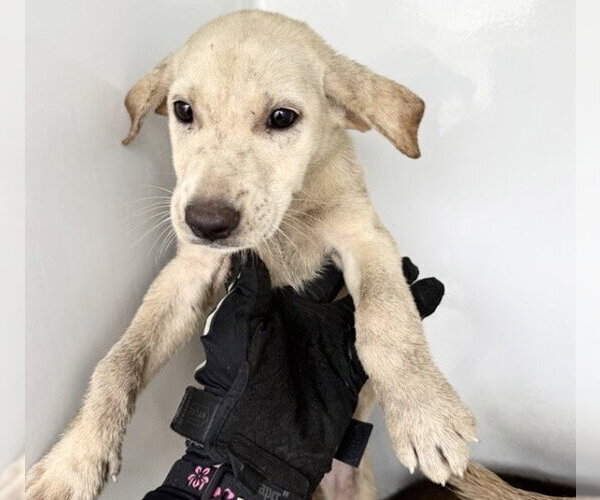 Medium Photo #1 Labrador Retriever Puppy For Sale in Houston, TX, USA