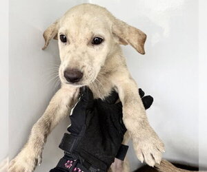 Labrador Retriever Dogs for adoption in Houston, TX, USA