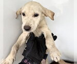 Small Labrador Retriever