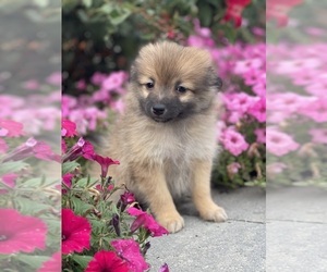 Pomeranian Puppy for sale in CANOGA, NY, USA