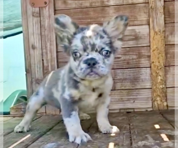 Medium Photo #12 French Bulldog Puppy For Sale in ATHERTON, CA, USA