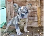 Small Photo #12 French Bulldog Puppy For Sale in ATHERTON, CA, USA