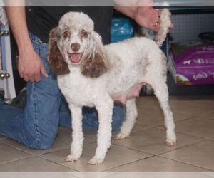 Mother of the Cavachon-Poodle (Miniature) Mix puppies born on 01/15/2023