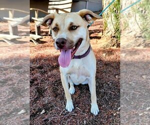 Honey Pie - Female Mutt Dog for Adoption - Photo #6