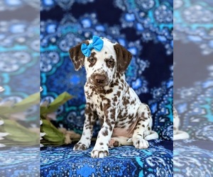 Dalmatian Puppy for sale in QUARRYVILLE, PA, USA