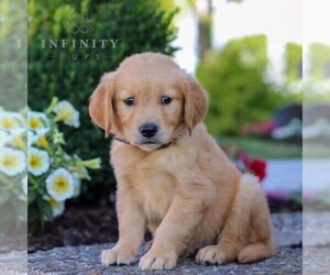 Golden Retriever Puppy for sale in LITITZ, PA, USA