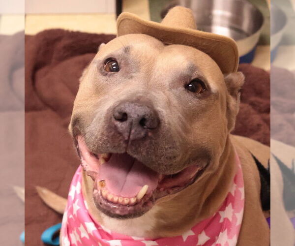 Medium Photo #19 Mutt Puppy For Sale in Philadelphia, PA, USA