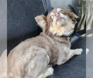 Pomeranian-Unknown Mix Dogs for adoption in San Antonio, TX, USA