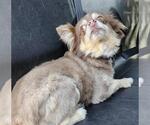 Small Pomeranian Mix