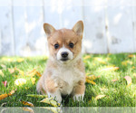 Small Photo #1 Pembroke Welsh Corgi Puppy For Sale in MILLERSBURG, PA, USA