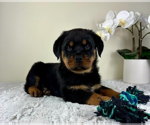 Rottweiler Puppy for sale in GREENFIELD, IN, USA
