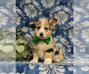 Pembroke Welsh Corgi Puppy for sale in NEW PARK, PA, USA