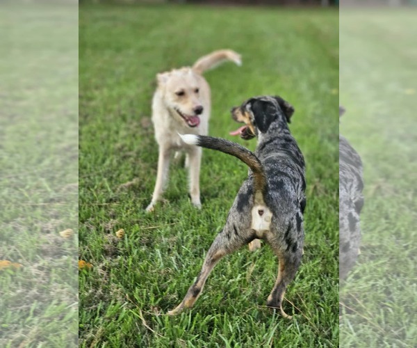 Medium Photo #8 Catahoula Leopard Dog-Unknown Mix Puppy For Sale in Wakefield, RI, USA