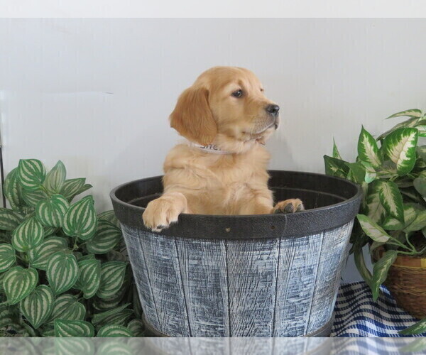 Medium Photo #3 Golden Retriever Puppy For Sale in THORP, WI, USA