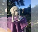 Small Photo #10 Labrador Retriever Puppy For Sale in LIVE OAK, CA, USA
