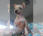 Small #6 Miniature American Hairless Terrier