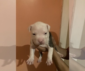 American Pit Bull Terrier Puppy for sale in STONE MOUNTAIN, GA, USA