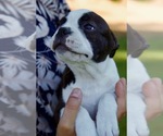 Puppy Jynx Boston Terrier