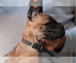 Small Photo #13 Cane Corso Puppy For Sale in MARENGO, IL, USA