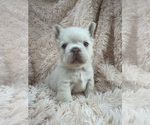 Small #1 French Bulldog