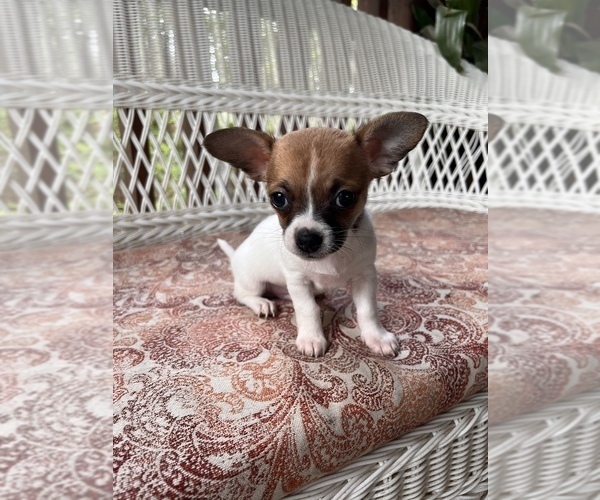 Medium Photo #8 Chihuahua Puppy For Sale in SAINT AUGUSTINE, FL, USA