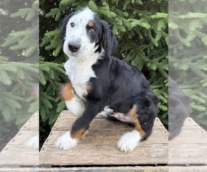 Bernedoodle (Miniature) Puppy for sale in MIDDLEBURY, IN, USA