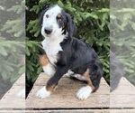 Image preview for Ad Listing. Nickname: Dexter
