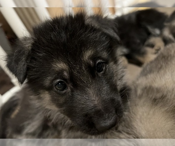 Medium Photo #1 German Shepherd Dog Puppy For Sale in GREER, SC, USA
