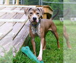 Small #3 American Pit Bull Terrier